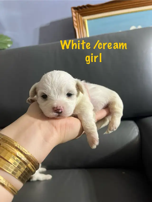 Toy Shipoo (shitzu x toy poodle)hypoallergenic and non shedding in Dogs & Puppies for Rehoming in Edmonton - Image 5