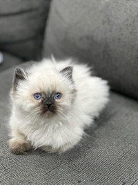 Pure Bred Himalayan Kittens