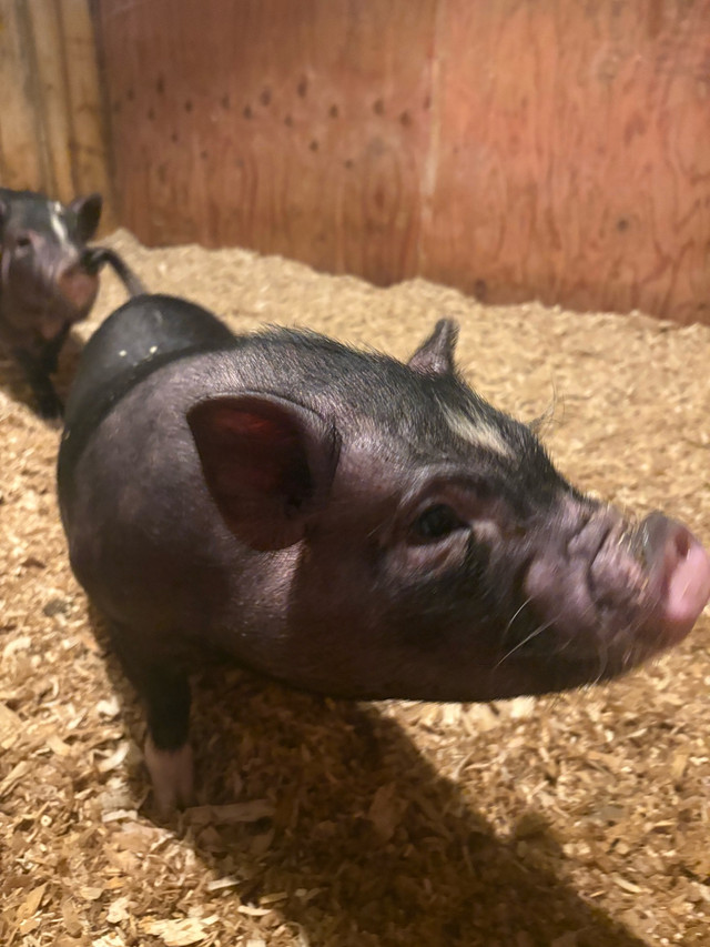 Pot Belly Piglets in Livestock in Kawartha Lakes - Image 2