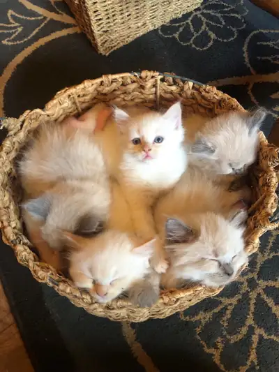 Ragdoll kittens, View more