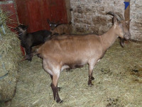 Milking Goat for sale