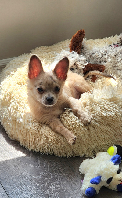 Micro Apple Head Chihuahua - Merle - Gorgeous!