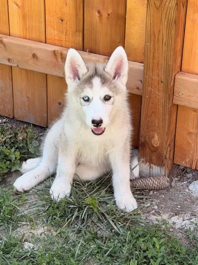Siberian husky  puppies, View more