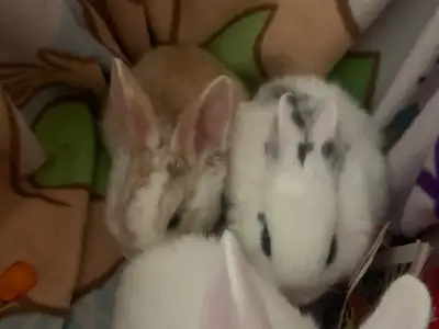 bunnies in need of forever home, View more