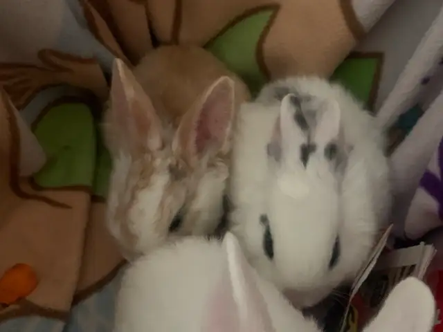 bunnies in need of forever home in Small Animals for Rehoming in Mississauga / Peel Region - Image 2