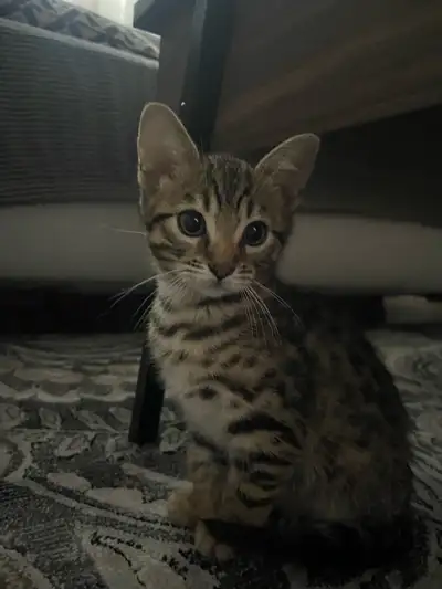 Bengal/tabby kitten, cat food, litter box, cage, toys, View more