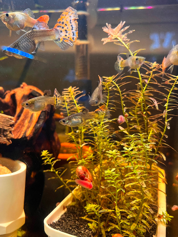 Beautiful guppies for sale in Fish for Rehoming in Longueuil / South Shore