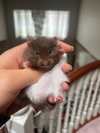 Baby Syrian hamsters