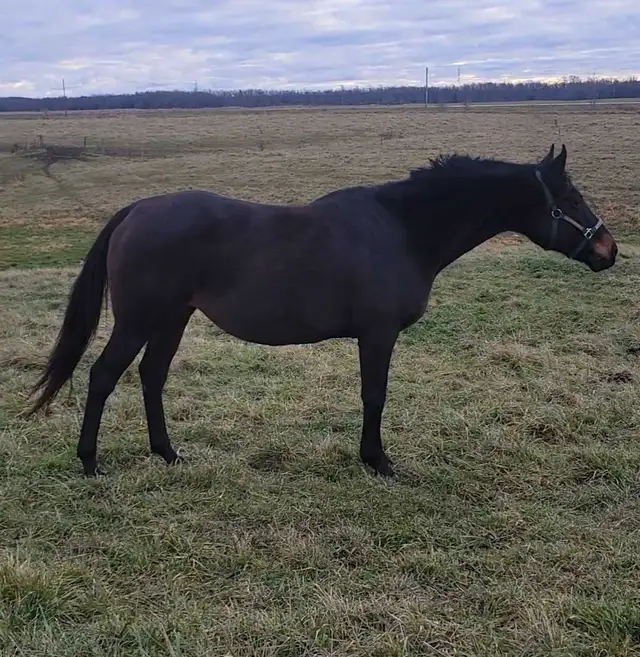 Companion/light riding/broodmare in Horses & Ponies for Rehoming in Owen Sound - Image 3