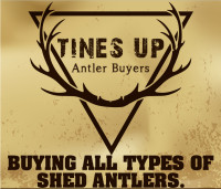 Looking to Buy all types of SHED ANTLERS!!!! Elk, Moose and Deer