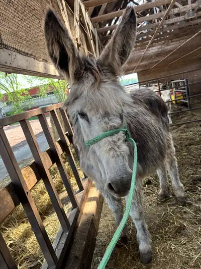 Mammoth donkey , View more
