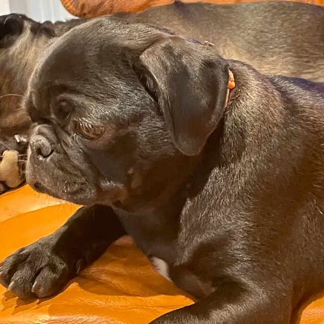 pug puppy in Dogs & Puppies for Rehoming in West Island - Image 3