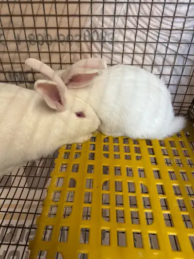 Newzealand Rabbits, View more