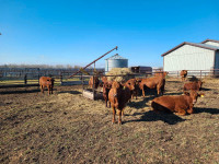 Red angus /simmental herd dispersal