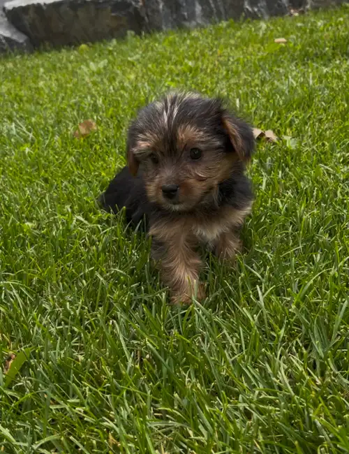 This sweet, litter of yorkies are ready to go to their forever homes today. They have thick, soft co...