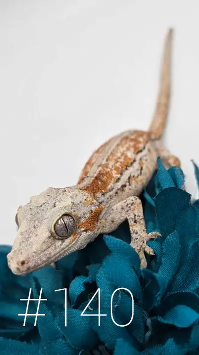 Beautiful Orange Stripe Gargoyle Gecko Female Available, View more