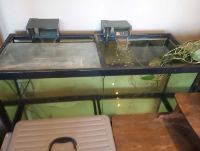 75 gallon seapora tank w custom metal stand  in Fish for Rehoming in Barrie