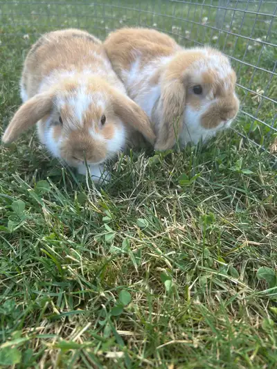 2 beautiful female holland lop bunnies, View more