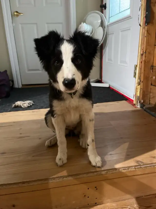 Jeune femelle border collie in Dogs & Puppies for Rehoming in Laval / North Shore - Image 2