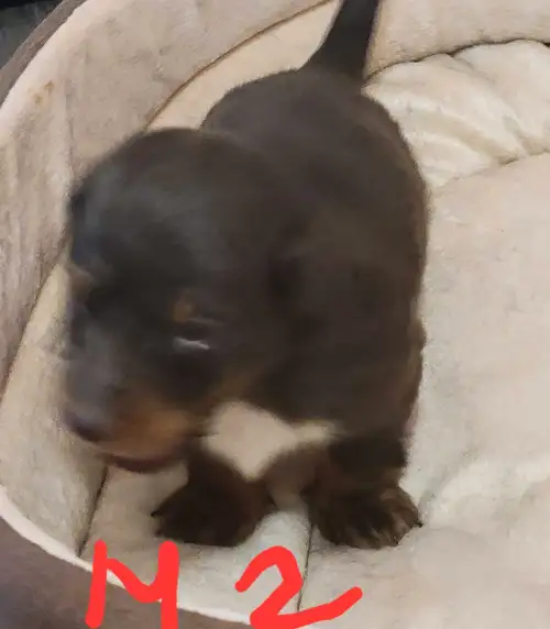 Hello I have 1 male adorable puppy raised with loving family . Born on March 15, 2025. Parents are b...