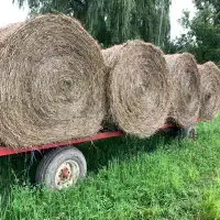 Hay for cows