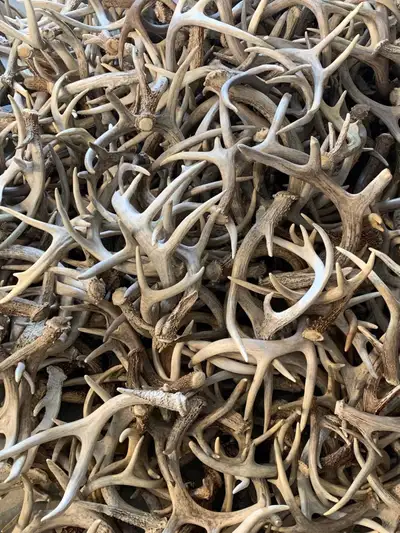 Looking for sheds nice pairs/euro mounts ugly not ugly anything dm a pic