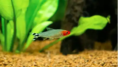 Premium grade A+++ Runny Nose Tetra ADULT, View more
