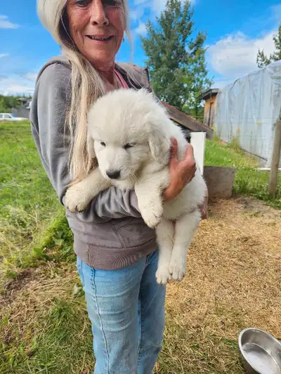 Merrama Pyrenees cross puppies , View more