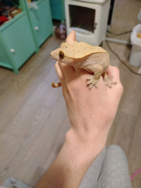 Crested female Gecko with enclosure