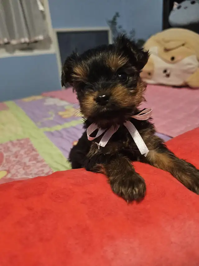 Yorkshire Terrier  puppies in Dogs & Puppies for Rehoming in City of Toronto - Image 8