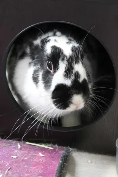 female rabbit, View more