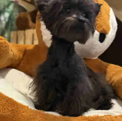 chiot yorkie poo tiny toy, View more