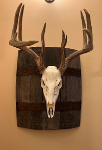 European mount hanger display