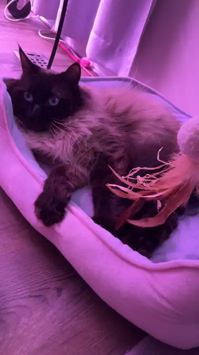 Purebred ragdoll Rehoming, View more