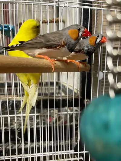 zebra finches and female pup, View more