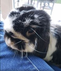 Rehome Fixed Holland Lop Bunny - well behaved