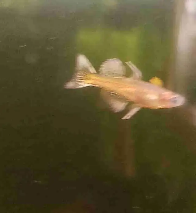 spotted blue eye rainbowfish in Fish for Rehoming in Kitchener / Waterloo - Image 5