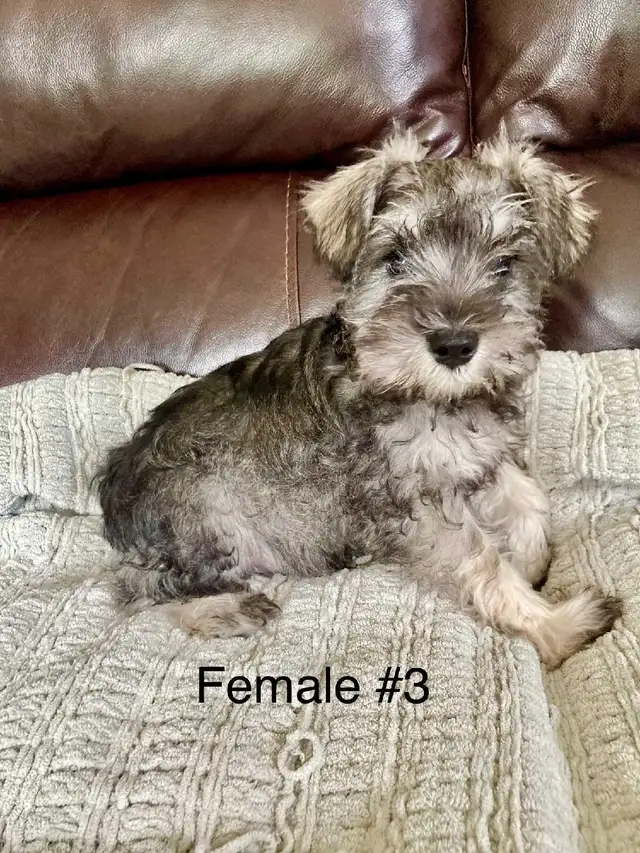 Pure Minature Schnauzer Puppies in Dogs & Puppies for Rehoming in Sudbury - Image 4