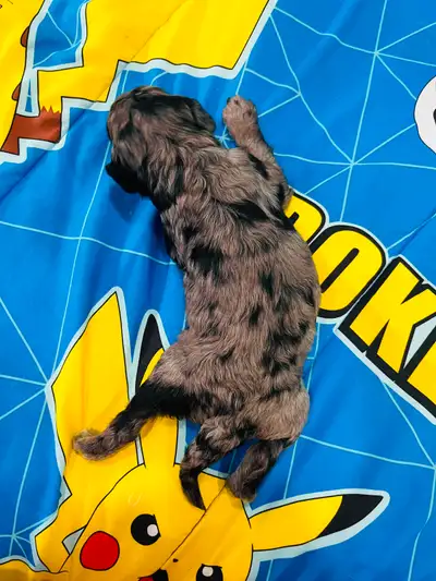 Health Tested Moyen Poodle Puppies, View more