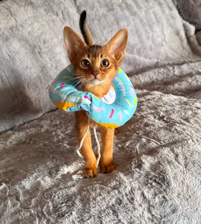 Abyssinian Kitten, View more