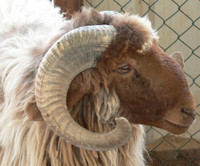 Ram Lambs wanted