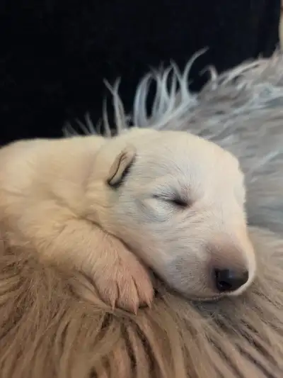 Adorable White Shepherd Puppy /Chiots Berger Blanc, View more