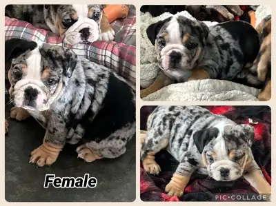 English Bulldog Puppies, View more