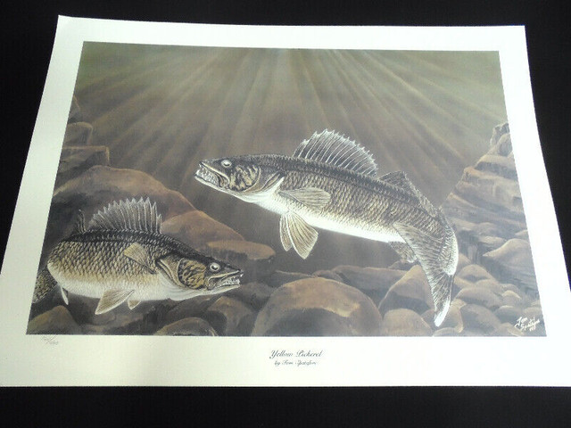 Tom Spatafore Pickerel Numbered Print in Fishing, Camping & Outdoors in Moncton