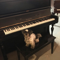 Ed. Seiler Piano - Upright 48” - Delivery & Tuning Included