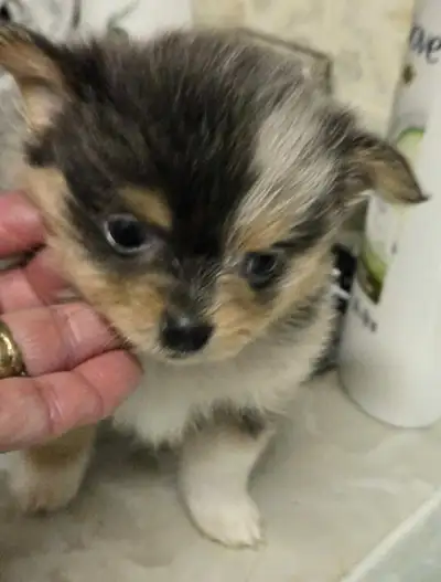 3 BEAUTFULL POMERANIAN READY TO GO END OFF JUNE ...2 MERLE GIRL 1 BLUE/CREAM COLOURD BOY ..my dogs h...