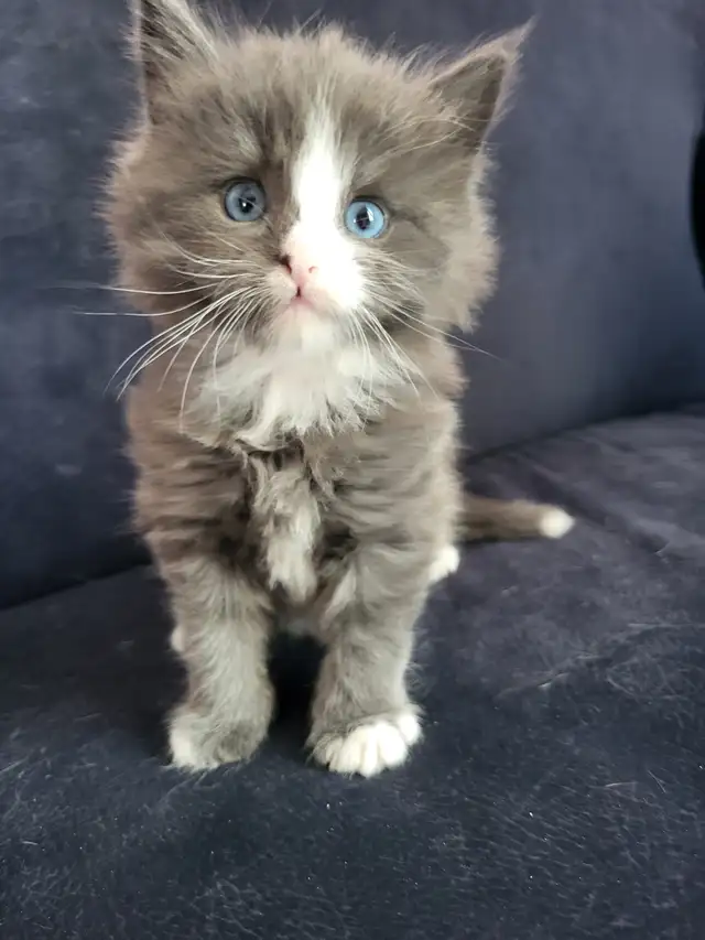 Chaton maincoon in Cats & Kittens for Rehoming in Saint-Jean-sur-Richelieu - Image 2