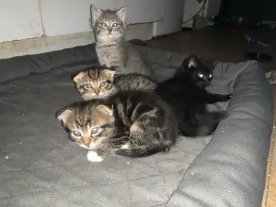 EXOTIC KITTENS: Russian Blue X Scottish Fold, View more