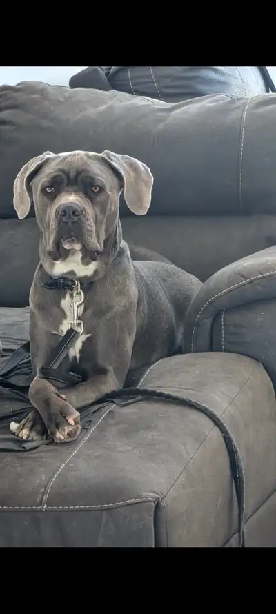 Cane Corso, View more