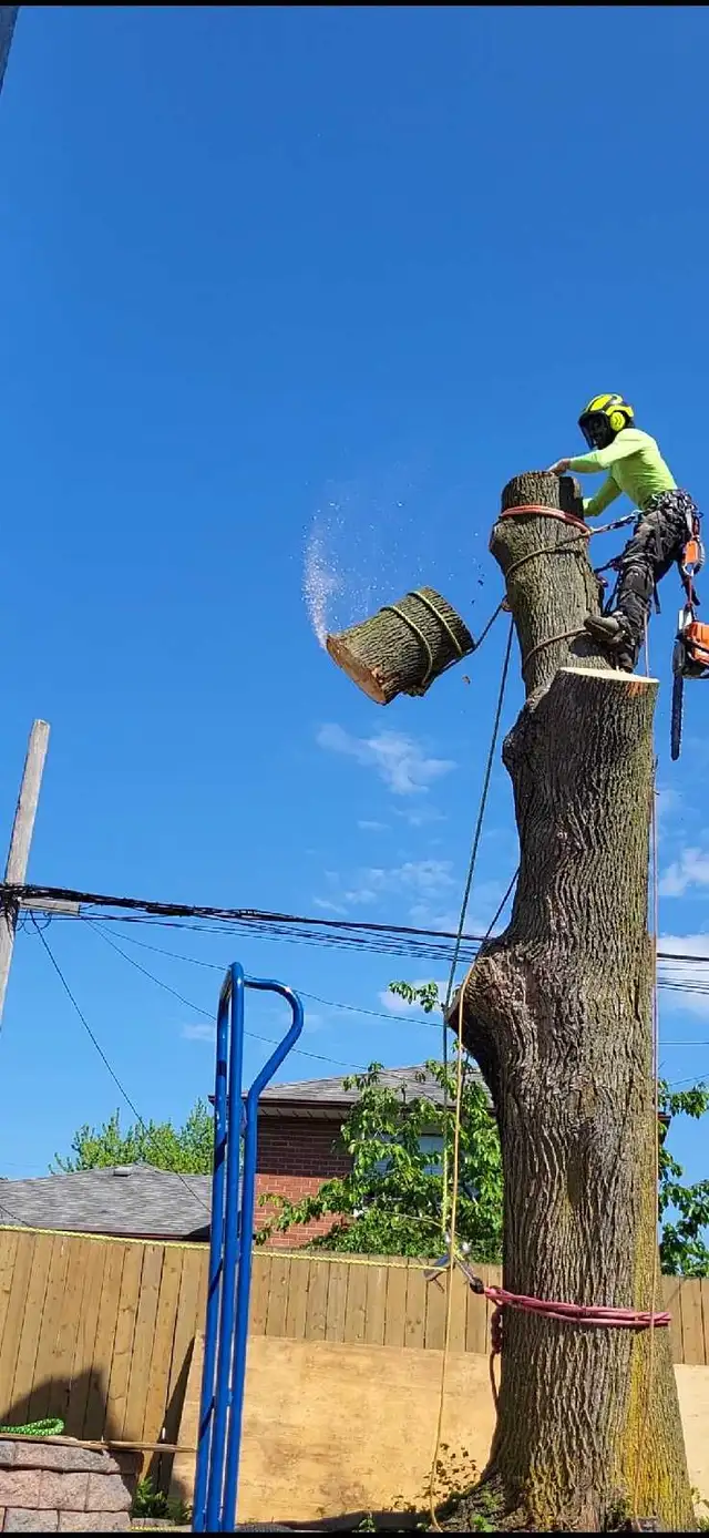 Tree Pruning Tree Removal 647 654-1884 in Lawn, Tree Maintenance & Eavestrough in City of Toronto - Image 6